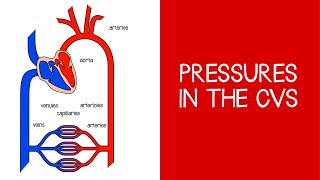 41 Cardiovascular Pressures in the CVS [upl. by Westland]