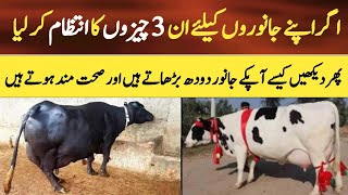 Apne Dairy Farm par in 3 cheezon ka intizam lazmi karain [upl. by Hafinah]