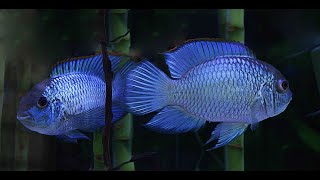 Beautiful healthy Electric Blue Acaras we raised from eggs Ranging from 2quot3quot in length [upl. by Kauppi]