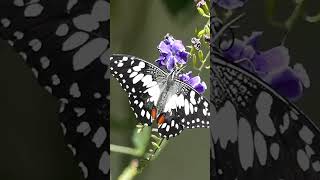 Chequered swallowtail butterflies in Adelaide [upl. by Hedi336]