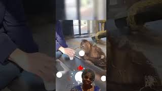 Monkeys reaction to magic tricks monkey funny zoo animals [upl. by Bourn]