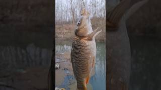 Fishing Mirror Carp Shortvideos ytshorts fishingmethods Subscribe👍👍for more Videos [upl. by Attolrahc996]