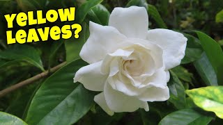 Gardenia Plant Care What to do with Yellow Leaves [upl. by Engdahl]