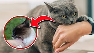 STOP Cat Biting “5 Secrets” I Wish Id Known Earlier To Stop My Cat From Biting UPDATED [upl. by Birchard491]