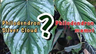 Philodendron mamei  Silver Cloud [upl. by Fira]