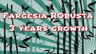 Fargesia robusta  3 years growth [upl. by Submuloc]