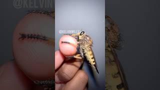 Handling a RedFooted Cannibalfly [upl. by Alesi]