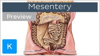 Mesentery organ and functions preview  Human Anatomy  Kenhub [upl. by Kielty616]