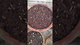 Easy germination of adenium seeds [upl. by Adamo]