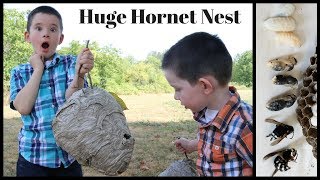 Inside A Huge Bald Faced Hornet amp Yellowjacket Nest Mousetrap Monday [upl. by Flor]