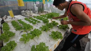 HOW TO START HYDROPONICS IN YOUR BACKYARD [upl. by Kumar]