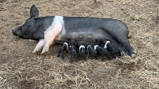 New piglets up and playing [upl. by Nebe]