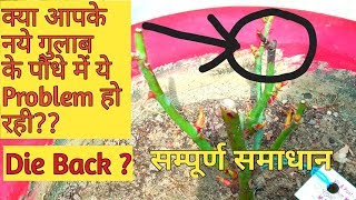 क्या आपके नये गुलाब के पौधे में ये Problem हो रहीDie back problem total solution [upl. by Chiquita7]