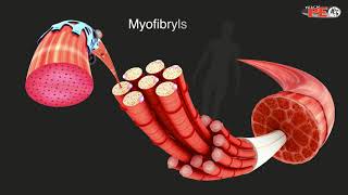 Structure of Skeletal Muscle Explained in simple terms [upl. by Bryon]