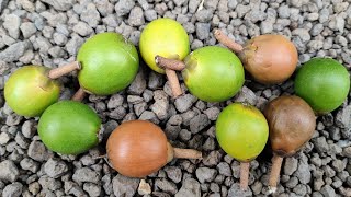 Pouteria arguacoensium  tasting a rare Lucuma  Eggfruit species [upl. by Mcconaghy818]