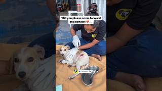 Rescue Dog ki Madad Kijiye 🐾❤️  Animal rescue  Dog Rescue shorts DonateNow HelpUs [upl. by Ahcsatan]