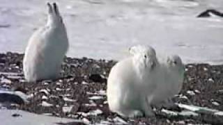 Un lièvre arctique avale ses propres boulettes fécales [upl. by Pellegrini]