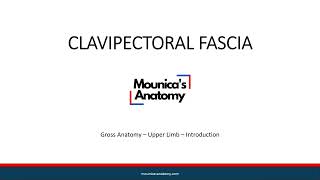 Gross Anatomy  Upper Limb  Clavipectoral Fascia [upl. by Otrebogir]