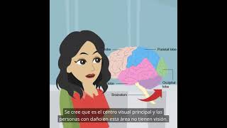 Centros visuales y centros auditivos Psicología básica localización de funciones en el cerebro [upl. by Jenni286]