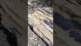 Natures Masterpiece The Artistry of Petrified Log Benches outdoorfurniture gardenfurniture [upl. by Nnyrb]