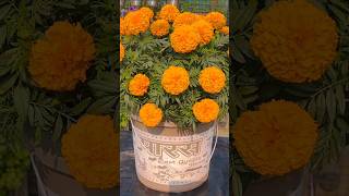 Marigold plant growing secret for free marigoldviralvide [upl. by Atsilac257]