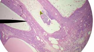 Reproductive Histology with Study Quiz [upl. by Inesita]