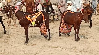 Bakra Mandi Sahiwal ki update beetle bacchon wali Bakrian 03124058010 Altaf goat farm [upl. by Erdah]