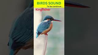 Kingfisher Sound  Kingfisher Call  Cute Kingfisher shorts kingfisher [upl. by Celestina759]