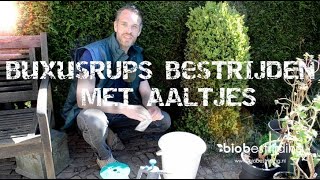 LAST VAN DE BUXUSRUPS BESTRIJD ZE BIOLOGISCH MET AALTJES biobestrijdingnl [upl. by Nnoved]