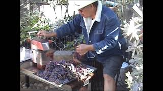 Grape Jam Backyard grapes [upl. by Hacceber]