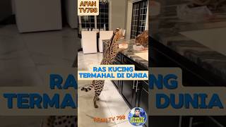 ASHERA ‼ KUCING TERMAHAL DI DUNIA [upl. by Zaccaria]