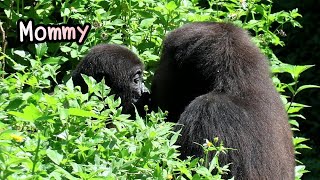 Gorilla Ringo stayed around Mommy Iriki while foragingD’jeeco troop金剛猩猩小R待在媽咪身邊覓食迪亞哥家族吃早餐 [upl. by Helsie]