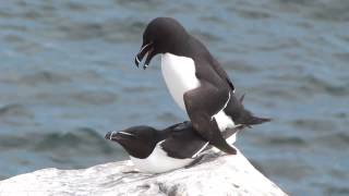 Razorbill Alca torda [upl. by Jerman281]