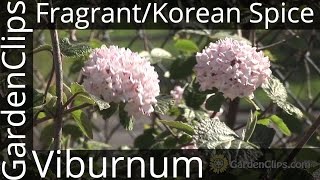 Fragrant Viburnum or Koreanspice Viburnum  Viburnum carlesii Aurora  How to Grow Viburnum [upl. by Silrak377]