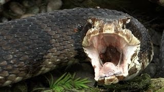 Cottonmouth vs Rattlesnake 02  Cottonmouth eats Rattlesnake  Time Lapse [upl. by Dev386]