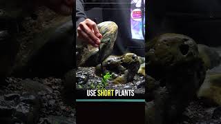 Aquascaping Pro Tip Do THIS When Planting Aquarium Plants shorts [upl. by Ishii]