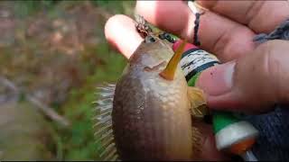 Musim kemarau panjang ikan di hutan lagi kelaparan angler amatiran Borneo [upl. by Niwdla126]