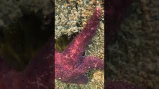 Underwater Purple Sea Stars on Lummi Island pnw gopro [upl. by Schaffel872]