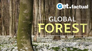 Global Forest  Full Nature Documentary [upl. by Ramonda]