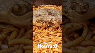 Mealworms Vs Crab mealworms timelapse fruit insect food mealwormstimelapse satisfyingshorts [upl. by Hnid800]