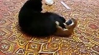 Stoat vs Cat stoat attacks cat [upl. by Base391]