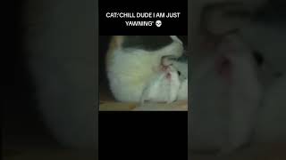 a mouse when a cat yawns meme funny laughs cat [upl. by Ilrahs]