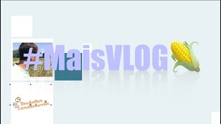 GetreideVLOG 🌾 MaisVLOG🌽 Trockenheit [upl. by Attenra]