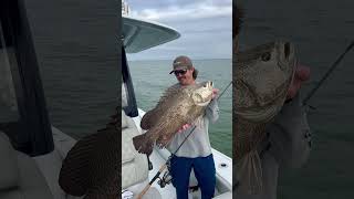 MASSIVE 147LB TRIPLE TAIL smithoptics fishing freemanboatworks tripletail [upl. by Nerret]