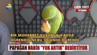 Papağan Habib quotYok artıkquot dedirtiyor [upl. by Siuluj]