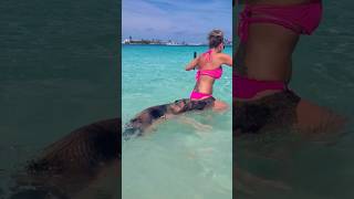 Swimming with Pigs in Nassau The Bahamas swimmingpigs travel vacation funny fail beach cruise [upl. by Lerrehs21]