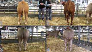 Livestock Judging Market Steers  San Antonio 2016 [upl. by Rednaskela216]