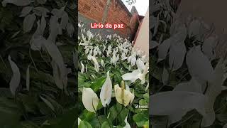 Lírio da paz linda floração [upl. by Vaenfila]