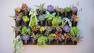 Vertical Succulent Garden  Watex Expandable Green Wall [upl. by Sesmar]