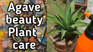 AGAVE plant care  tip burning [upl. by Airtal]